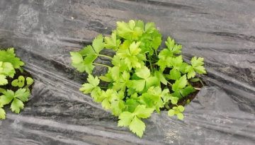 fresh mitsuba