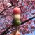 tricolor dango
