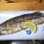 Japanese grilled fish